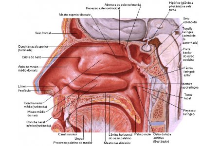 ANATOMIA DE LA NARIZ